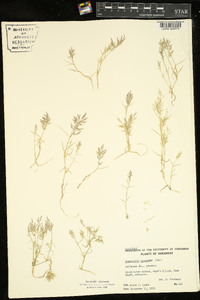 Eragrostis hypnoides image