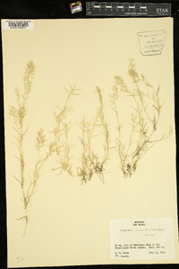 Eragrostis hypnoides image