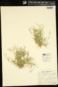 Eragrostis hypnoides image