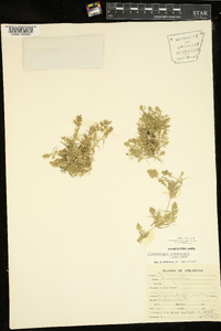 Eragrostis hypnoides image