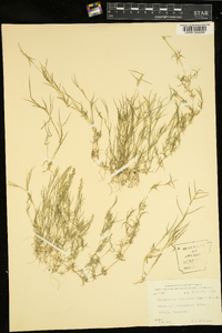 Eragrostis hypnoides image