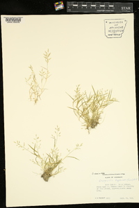 Eragrostis hypnoides image