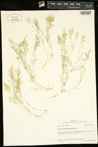 Eragrostis hypnoides image