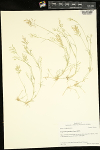 Eragrostis hypnoides image