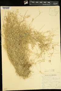 Eragrostis hypnoides image