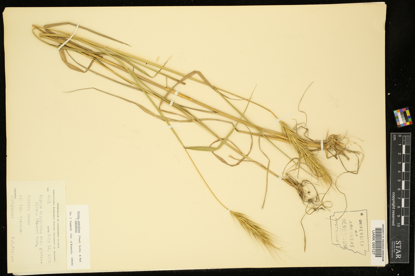 Elymus glabriflorus image