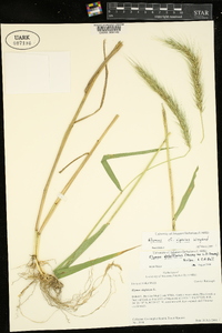 Elymus riparius image