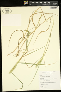 Elymus virginicus var. virginicus image