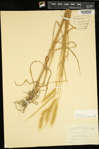 Elymus villosus image