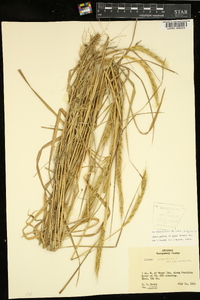 Elymus virginicus var. jejunus image