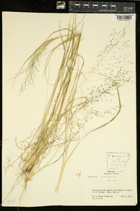 Eragrostis intermedia image