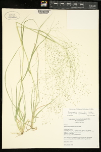 Eragrostis intermedia image