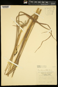 Saccharum brevibarbe image