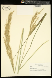 Saccharum brevibarbe var. contortum image