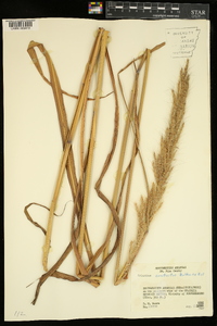 Saccharum brevibarbe image