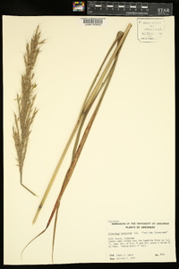 Saccharum brevibarbe image