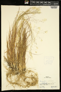 Eragrostis intermedia image