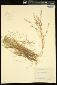 Eragrostis secundiflora subsp. oxylepis image