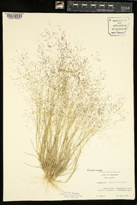 Eragrostis pilosa image