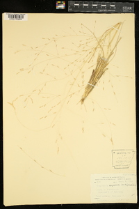 Eragrostis refracta image