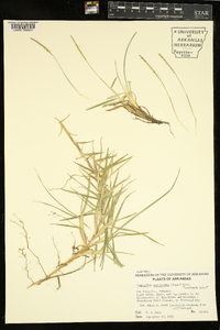 Eremochloa ophiuroides image