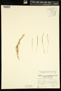 Eremochloa ophiuroides image