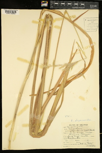 Saccharum alopecuroides image