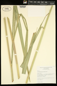 Saccharum giganteum image