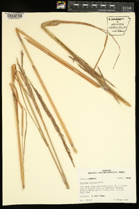 Saccharum baldwinii image