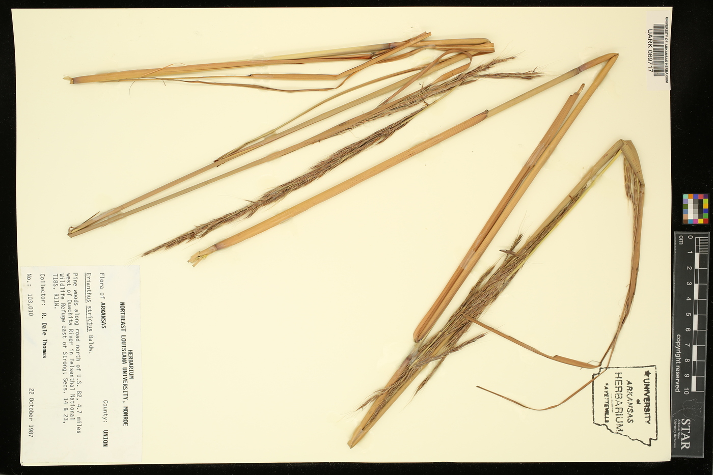 Saccharum baldwinii image