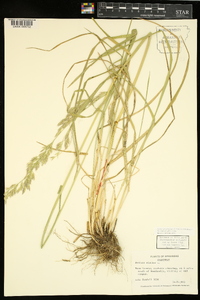 Lolium arundinaceum image