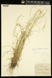 Festuca subverticillata image