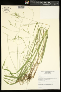 Festuca subverticillata image