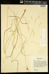 Festuca obtusa image