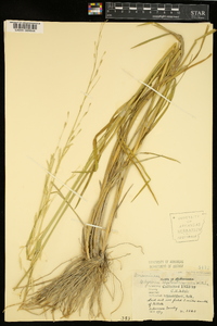 Glyceria septentrionalis image