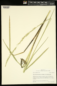 Glyceria septentrionalis image