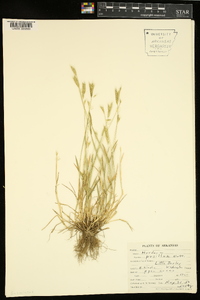 Hordeum pusillum image