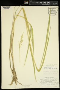 Leersia hexandra image