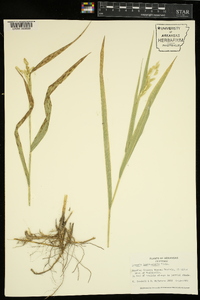 Leersia lenticularis image