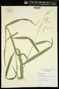 Leersia lenticularis image