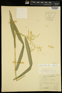 Leersia lenticularis image