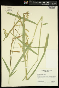 Leersia lenticularis image