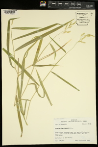 Leersia lenticularis image