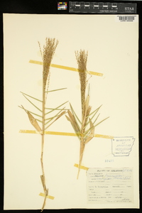 Gymnopogon ambiguus image