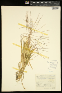 Gymnopogon ambiguus image