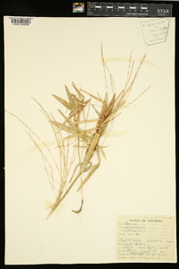 Gymnopogon ambiguus image