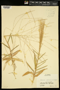 Gymnopogon ambiguus image