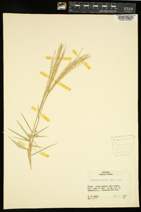 Gymnopogon ambiguus image