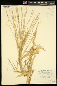 Gymnopogon ambiguus image