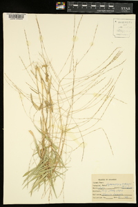 Gymnopogon ambiguus image